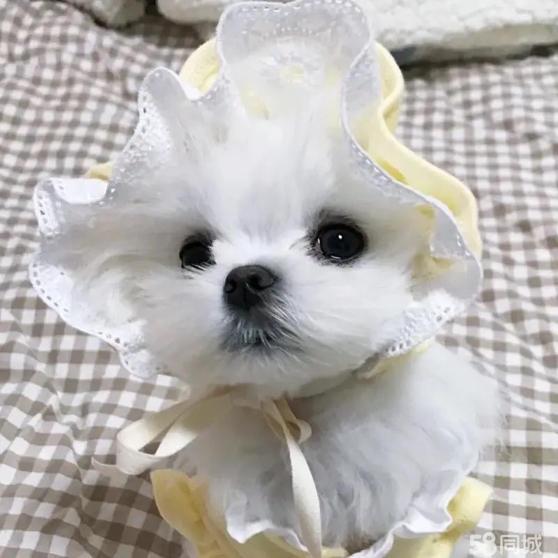 玛尔济斯_玛尔济斯_玛尔济斯