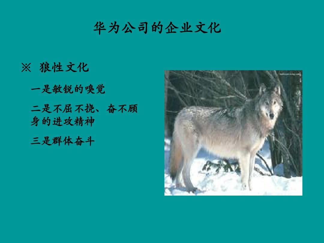 狼身后的狼_狼身后的狼_狼身后的狼