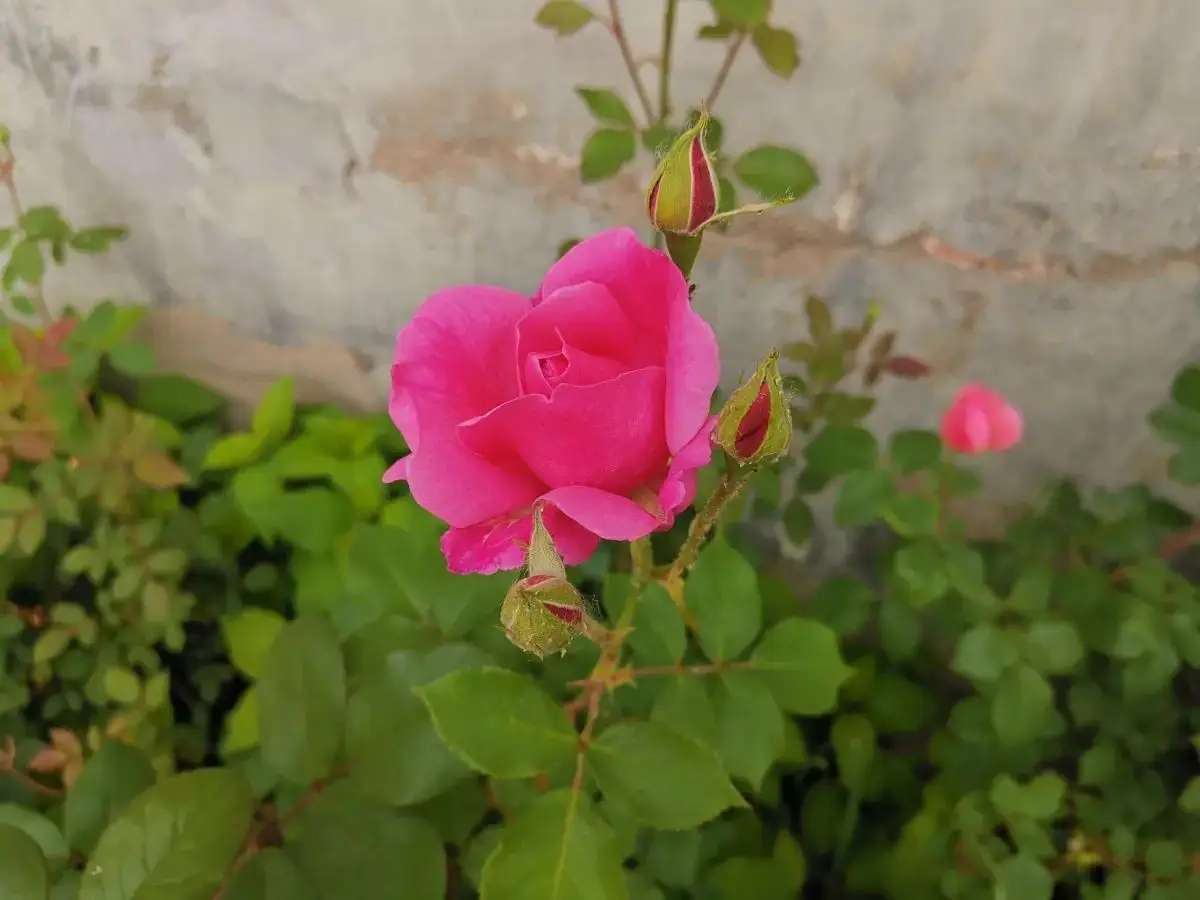 乡愁未来续写_未来乡愁_乡愁未来发展前景短文