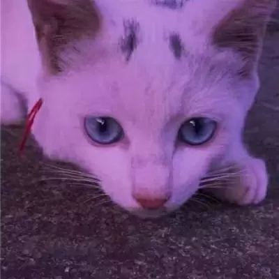 淑女同萌_淑女同萌_淑女同萌