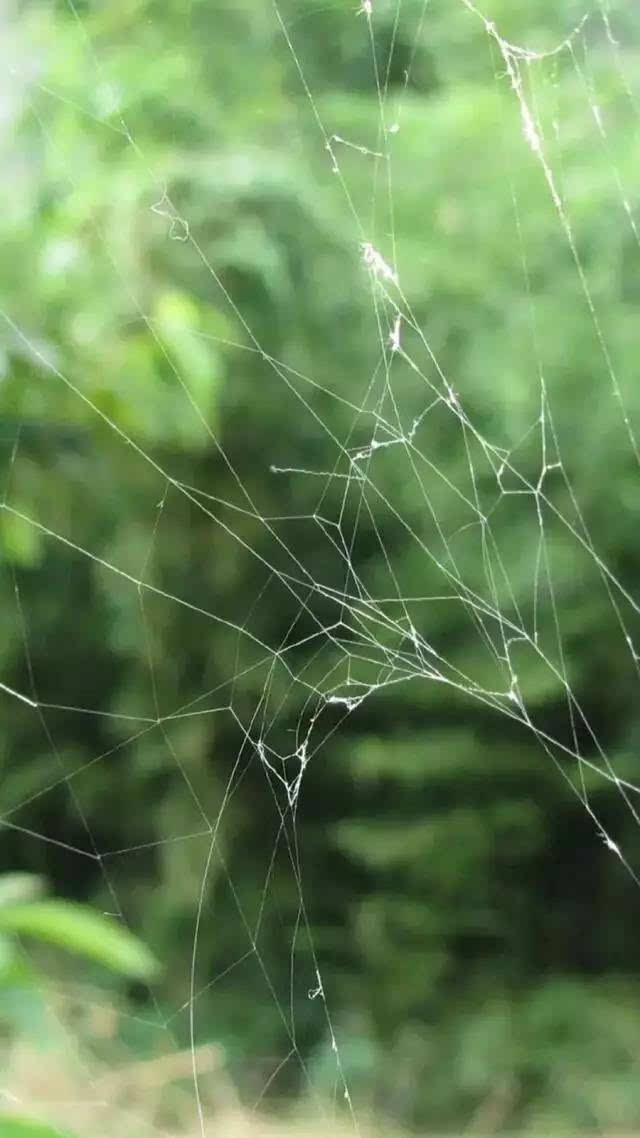 衣笠彰梧_衣笠彰梧_衣笠彰梧