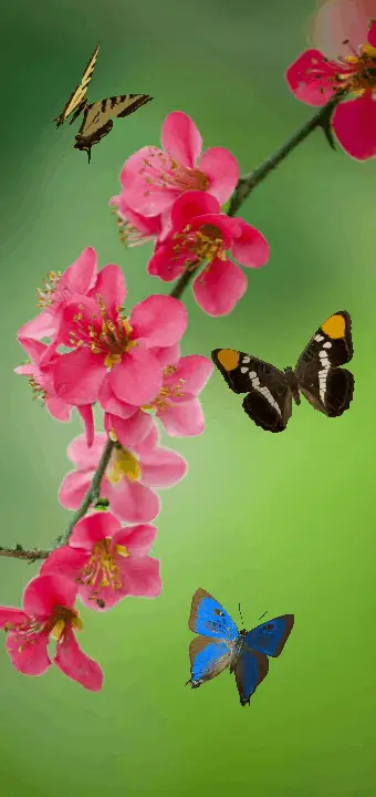壁纸高清全屏苹果动态_壁纸全屏动态苹果免费下载安装_苹果动态壁纸下载免费全屏